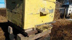 Порода пчел. Кто может определить?