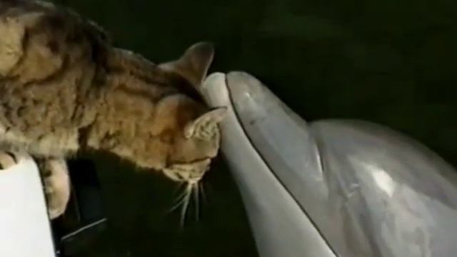 Кот и дельфин необычная дружба смотреть онлайн