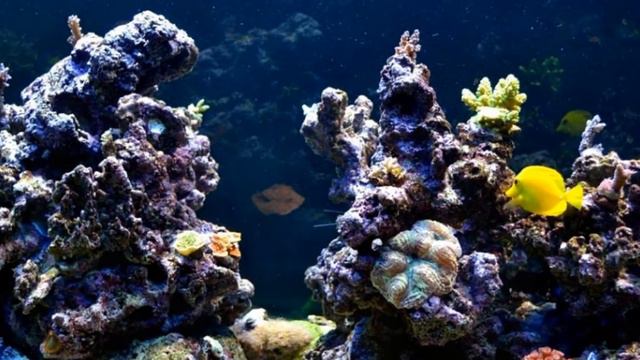 3D AKiL'S Reef Tank 200G "Fish" смотреть онлайн