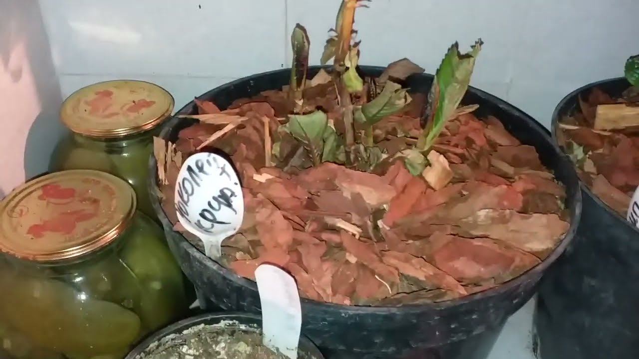 Как зимуют крупнолистные гортензии - в неотапливаемой теплице и подполье смотреть онлайн