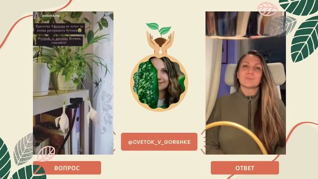 Фуксия не раскрывает бутоны смотреть онлайн