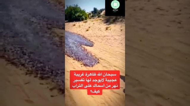 Саудовская Аравия. Более 50 источников воды появилось в засушливой аравийской пустыне смотреть онлайн