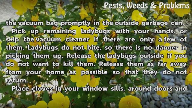 How to Get Rid of Ladybugs With a Home Remedy смотреть онлайн