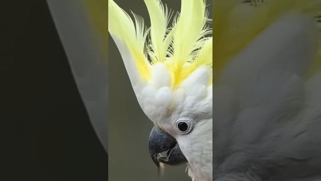 "Лупатый какаду" - Александр Новиков "опустил" Киркорова смотреть онлайн