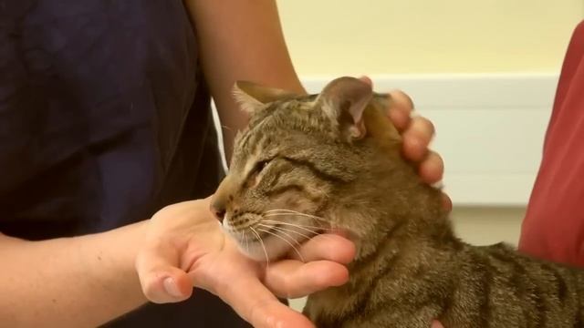 Two people giving a cat a tablet/pill смотреть онлайн