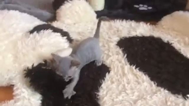 #девон-рекс #кошечки смотреть онлайн