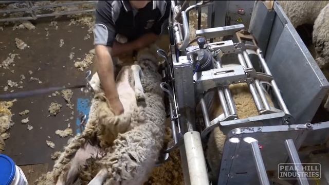 Удобные станки для стрижки овец 4PEAKHANDLER BELLY SHEARING 1 смотреть онлайн