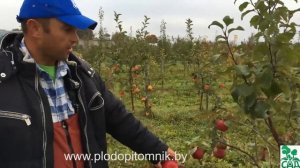 Зимние сорта яблонь, краткое описание, плодоношение в питомнике растений Сад.