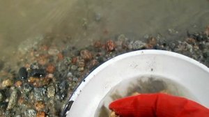 Богатые признаки золота на речке