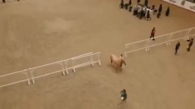 Арабские и ахалтекинские лошади смотреть онлайн