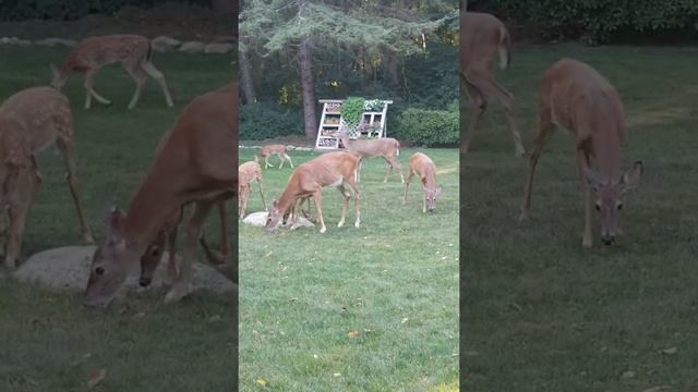 Herd of deer in backyard смотреть онлайн