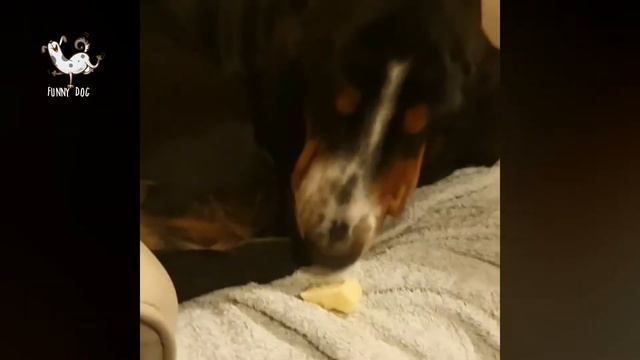 😍 Basset Hound 😂 - Funny and Cute Basset Videos 2020 #5 смотреть онлайн