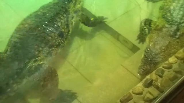 Малыш и крокодильчики 2 смотреть онлайн