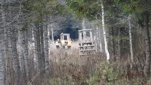 Загонная ОХОТА. ЛОСИ УШЛИ. 19 ноября 2023г.