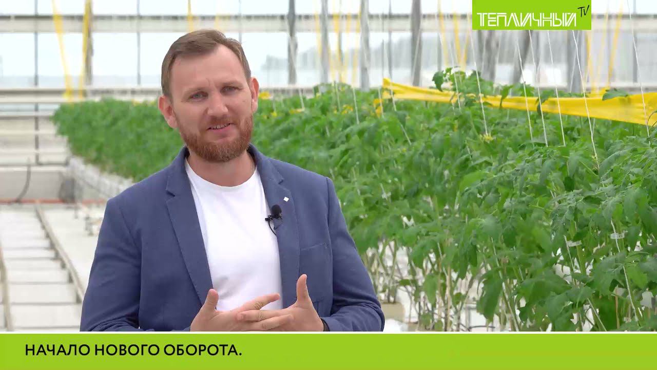 В "Тепличном" смена томатного культурооборота смотреть онлайн