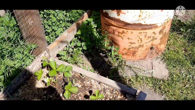 Козы, собаки, огород. смотреть онлайн