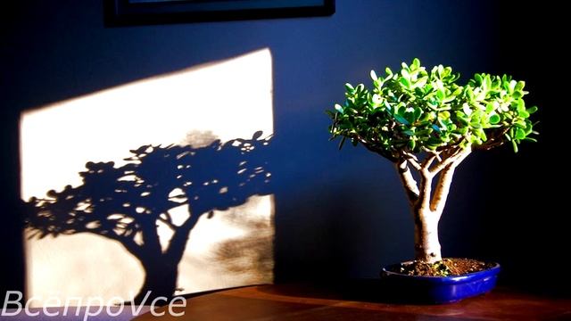 ГЛАВНЫЙ СЕКРЕТ! КАК ПОСАДИТЬ И ВЫРАСТИТЬ ДЕНЕЖНОЕ ДЕРЕВО, ЧТОБЫ БЫЛО МНОГО ДЕНЕГ смотреть онлайн