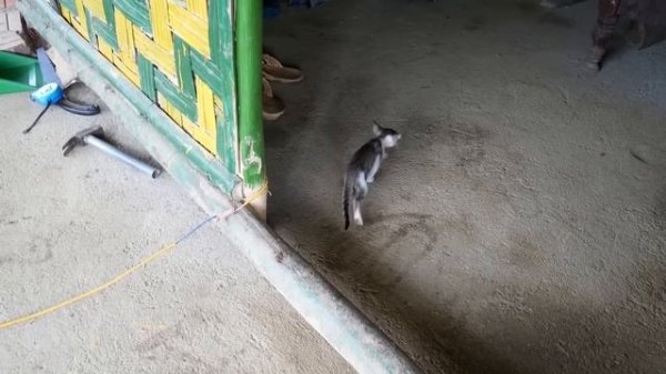 Poor life: Full Video Cultivation, Animal husbandry on the farm and Build a LOG CABIN | Farm life