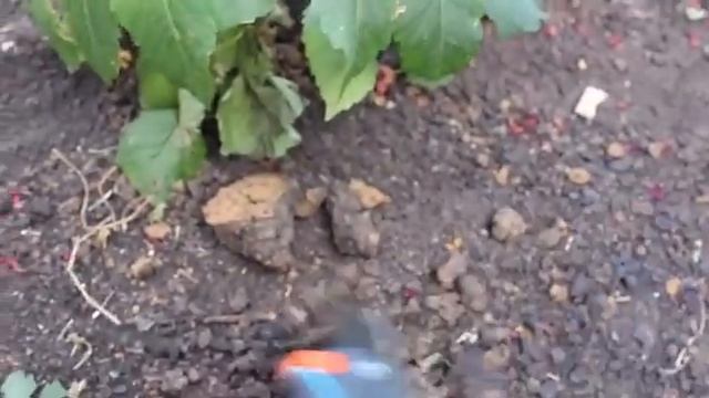 Выкопка георгин и подготовка на хранение смотреть онлайн