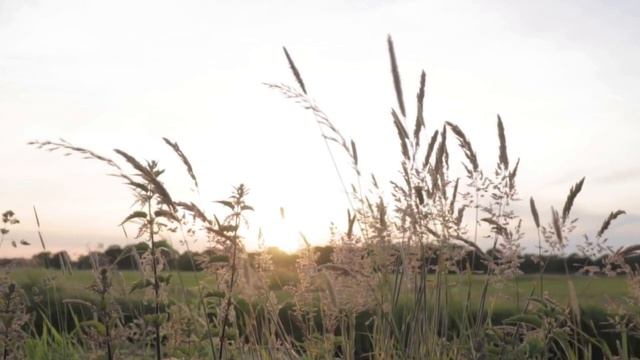 Ромашкалар....Зөлфирә Шәйдуллина. смотреть онлайн