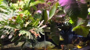 Что нового в моем домашнем аквариуме? Протока, Байкал эм-1, Арована и милеусы , оксидатор