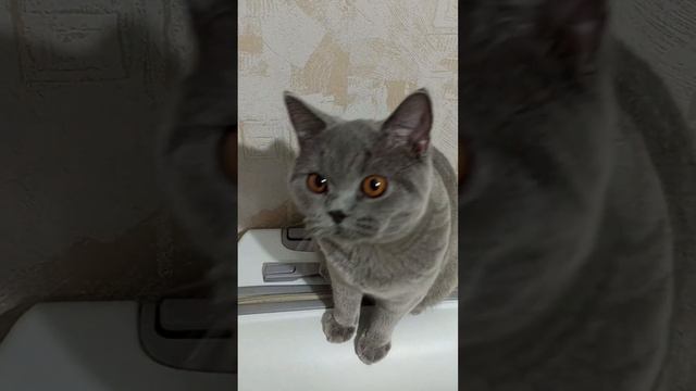 Бэба - каркуша🙃 Британские котята в Москве. На данный момент все малыши проданы. #котики #британцы смотреть онлайн