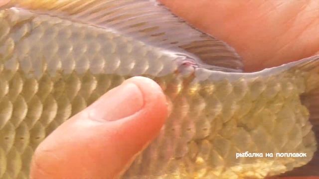 КАРАСИ И САЗАНЫ ГНУТ УДОЧКУ, ПОКЛЁВКИ КРУПНЫМ ПЛАНОМ! ВОТ ЭТО РЫБАЛКА! Рыбалка на карася в июне 202 смотреть онлайн