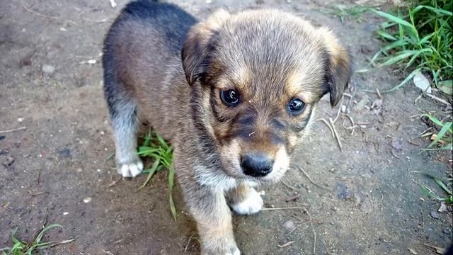 Пес громко лаял и выл на всю деревню, не давая людям покоя, а когда узнали, почему, были поражены… смотреть онлайн