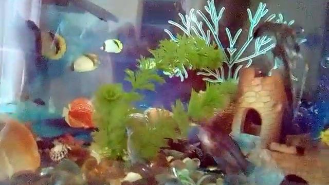 Мои новые рыбки и улитка.))) смотреть онлайн