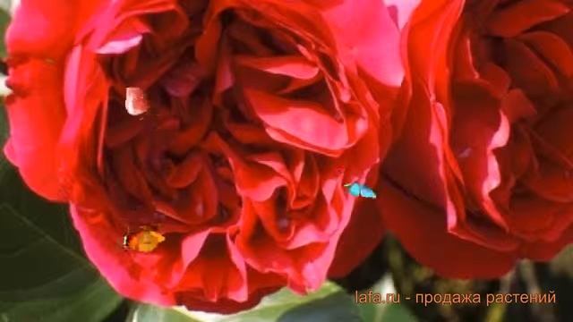 Роза плетистая Мейян Ред Эден Розе ? обзор: как сажать, саженцы розы Мейян Ред Эден Розе смотреть онлайн