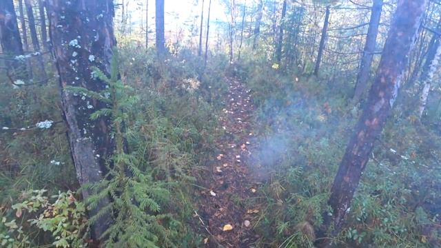 ЛОВИМ МОХТИКА (ЕЛЕЦ) НА БРУСНИКУ?. Рыбалка 2021 смотреть онлайн