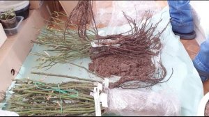 Питомник "Розы Вдохновения" - обзор саженцев роз