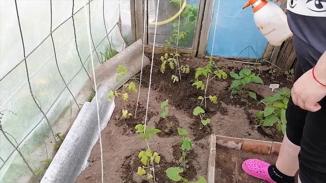 ТОМАТЫ И МОНОКАЛИЙ ФОСФАТ. ПОВЫШАЕМ ИММУНИТЕТ!!! смотреть онлайн