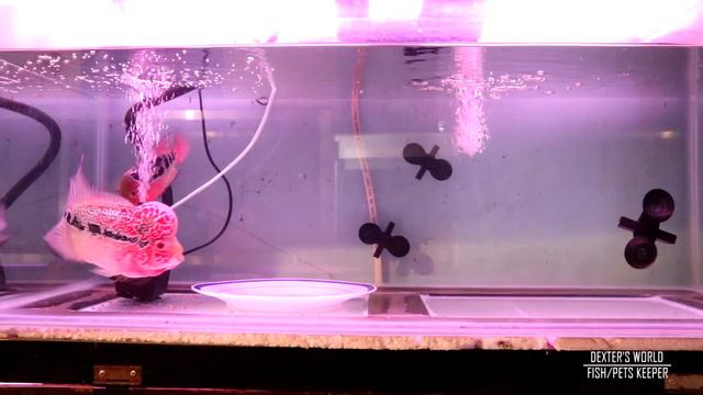 Step by step method in breeding flowerhorn fish смотреть онлайн