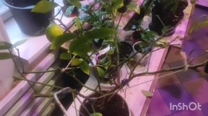 Лимоны опыляются, подкормки и поливы.