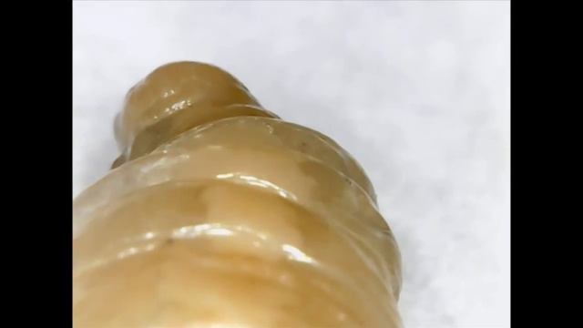 Опарыш личинка мухи под микроскопом смотреть онлайн