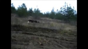 охота на копытных в волгограде