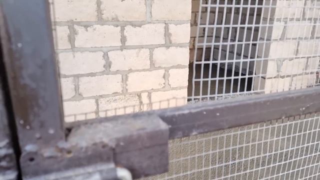 Агата и Тася отправились в свои семьи... Прогулка с Шелой!!! смотреть онлайн