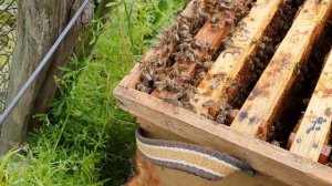 Как поймать рой пчел и посадить их в улей. How to catch a swarm of bees and put them in a hive