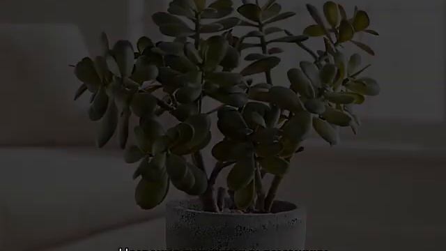 Как называется цветок комнатный с длинными узкими листьями смотреть онлайн