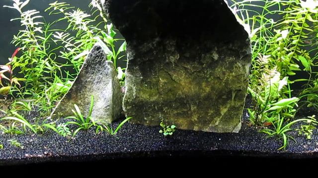 New Hardscape for Best Aquascape 11-11-22 смотреть онлайн
