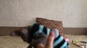 Любите Сфинксов-смотрите??нет- уходите? Советы по воспитанию? #сфинксы #котики