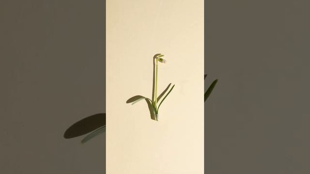 Growing Snow Drop, Welcoming Spring! смотреть онлайн
