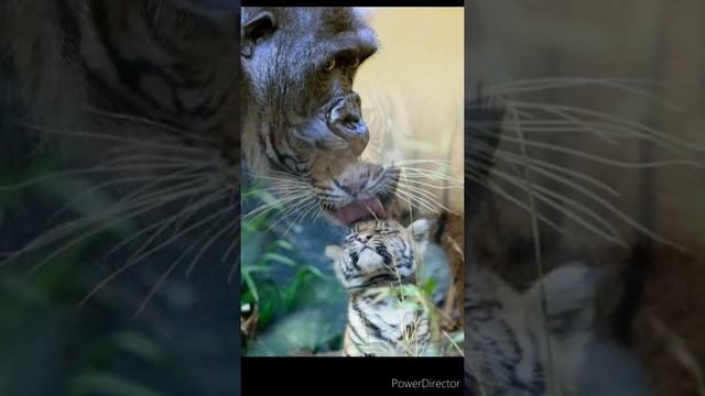 Blue canary ( на итальянском) и любовь на всех языках Земли :) смотреть онлайн