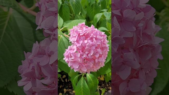 Pink Hydrangea смотреть онлайн