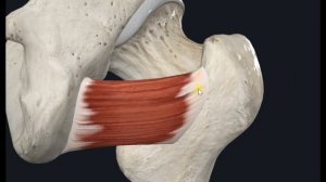 Квадратная мышца бедра (m. quadratus femoris) 3D Анатомия