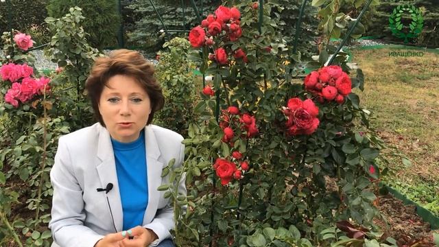 Роза Флорентина (Florentina)Двухметровый пышно-цветущий куст. Питомник растений Е. Иващенко