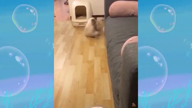 Смешные кошки против игрушек 2020 смотреть онлайн