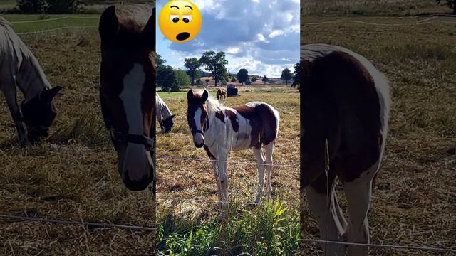 #лошади #horse #village #pferde смотреть онлайн