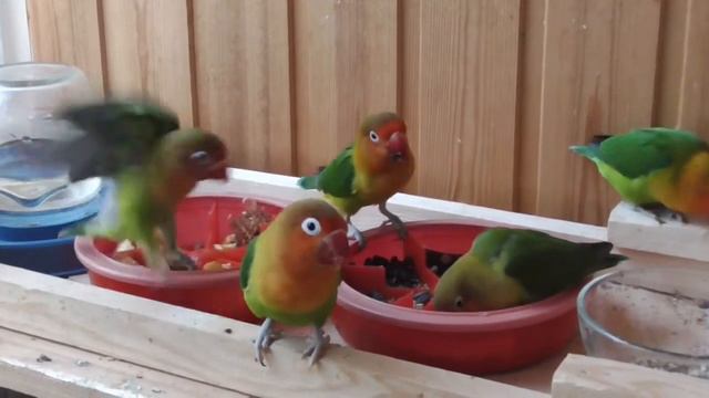 Неразлучники завтракают,  Lovebirds Eat Breakfast